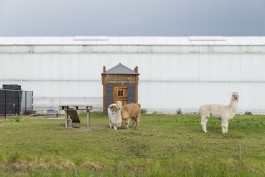 Fotografie Groningen | Nathalie Schram Photography