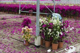 Fotografie Groningen | Nathalie Schram Photography