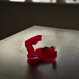 Fotografie Groningen | Nathalie Schram Photography